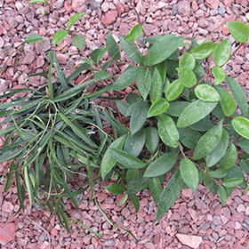 Plant Photo 10