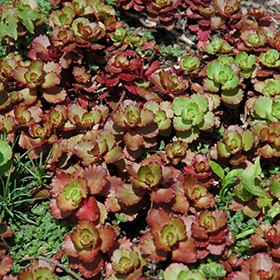 Plant Photo 2
