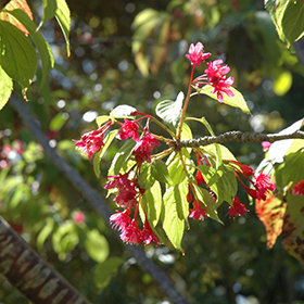 Plant Photo 1