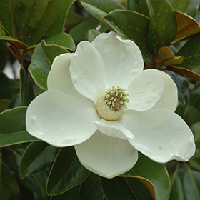 Plant Photo 5