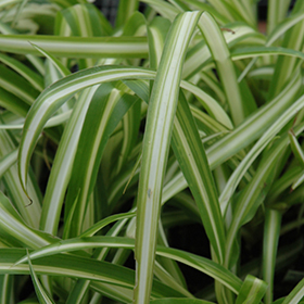 Plant Photo 5