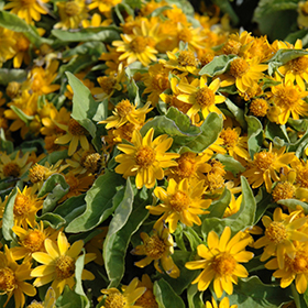 Plant Photo 9