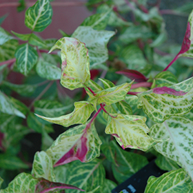 Plant Photo 8