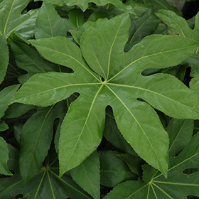 Plant Photo 2