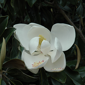 Plant Photo 6