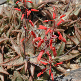 Plant Photo 9