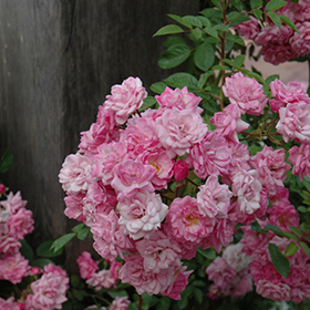 Plant Photo 10