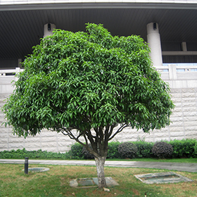 Plant Photo 5