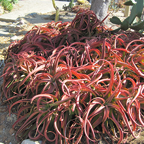 Plant Photo 2