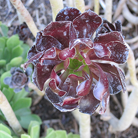 Plant Photo 2