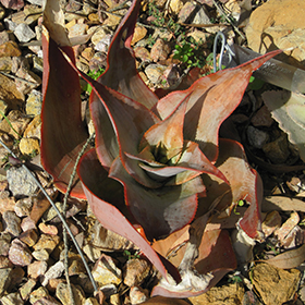 Plant Photo 9