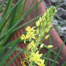 Plant Photo 7