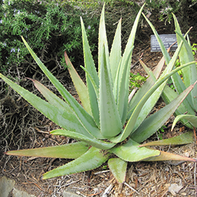 Plant Photo 10