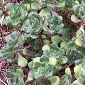 Plant Photo 8
