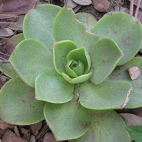 Plant Photo 6