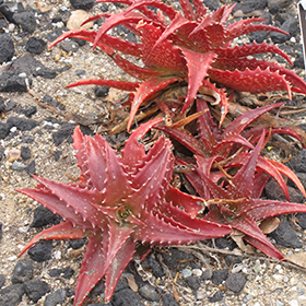 Plant Photo 4