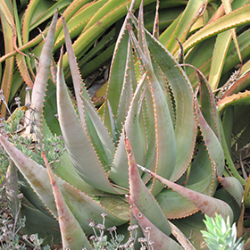Plant Photo 5