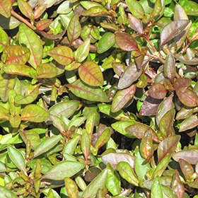 Plant Photo 1