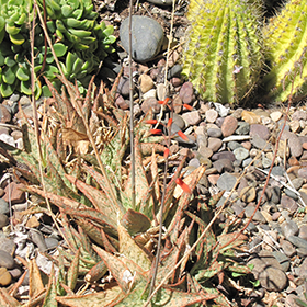Plant Photo 2