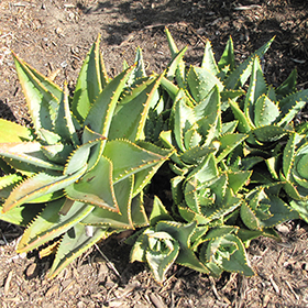 Plant Photo 3