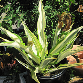 Plant Photo 3