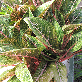 Plant Photo 7