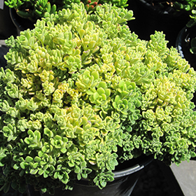 Plant Photo 9