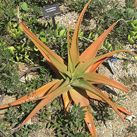 Plant Photo 1