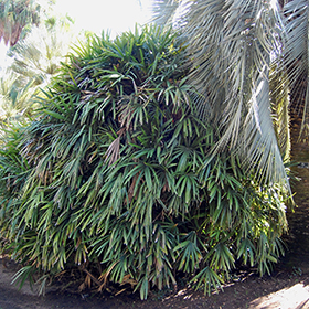 Plant Photo 9