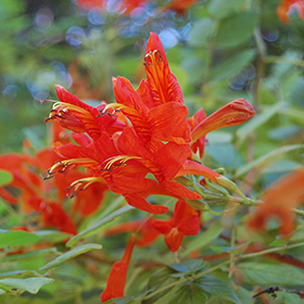 Plant Photo 10