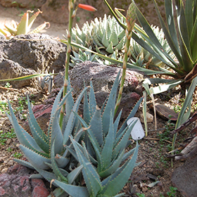 Plant Photo 5