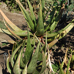 Plant Photo 8