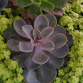Plant Photo 3