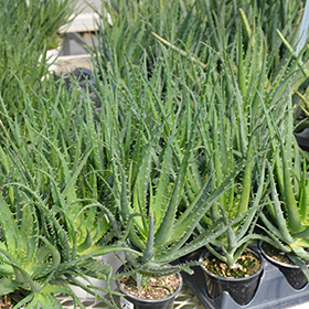 Plant Photo 3