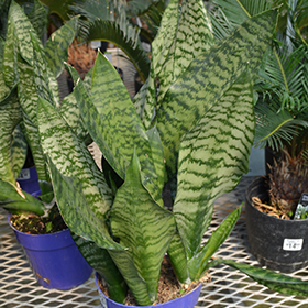 Plant Photo 5