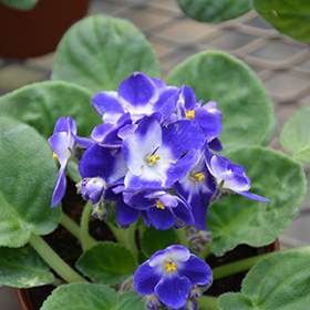 Plant Photo 3