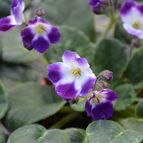 Plant Photo 2