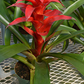 Plant Photo 8