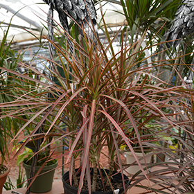 Plant Photo 1