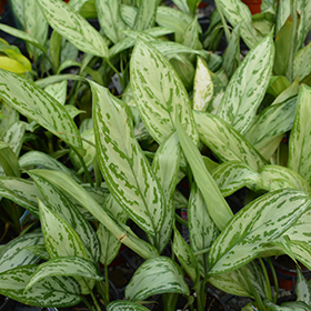 Plant Photo 10