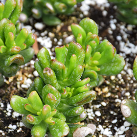 Plant Photo 8