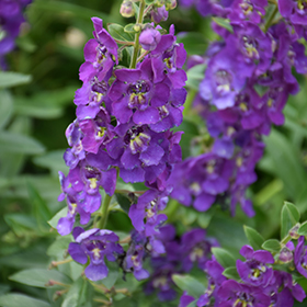 Plant Photo 8