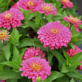 Plant Photo 6