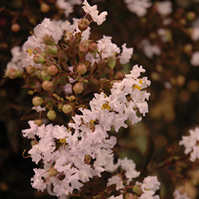 Plant Photo 7