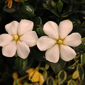 Plant Photo 7
