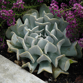 Plant Photo 2