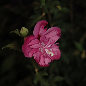 Plant Photo 7