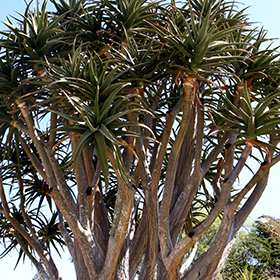 Plant Photo 10