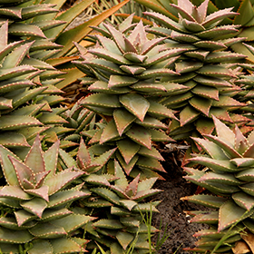 Plant Photo 8