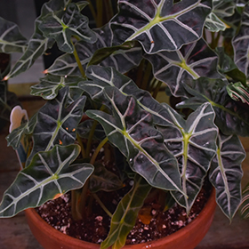 Plant Photo 1